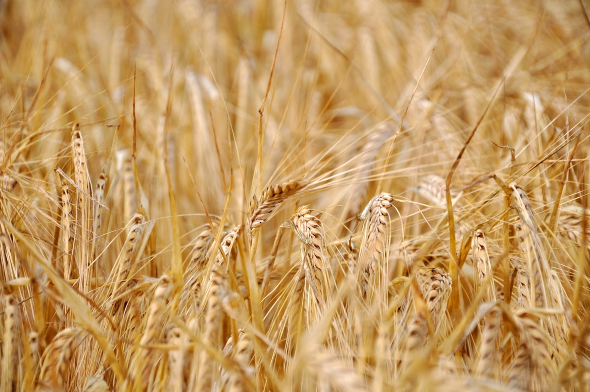 Variety of whole grains and legumes in bowls